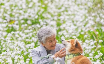 Shiba Inu — Grandma’s Best Friend