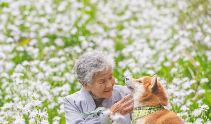 Shiba Inu — Grandma’s Best Friend